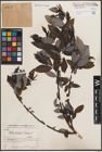 Foto von Salix dibapha C. K. Schneid.